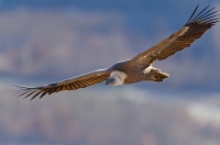 griffon vulture, France