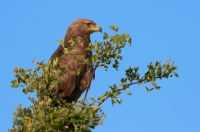 Lesser spotted eagle