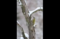 Grey-faced Woodpecker