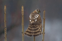 Sparrowhawk