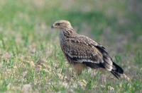 Imperial eagle