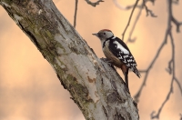 Middle Spotted Woodpecker