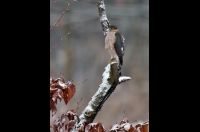 Sparrowhawk