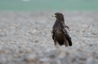 Lesser spotted eagle