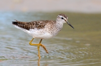 Bruchwasserläufer