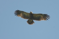 Lesser spotted eagle