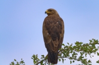 Lesser spotted eagle