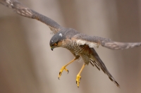 Sparrowhawk
