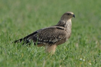 Imperial eagle