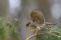 Sparrowhawk