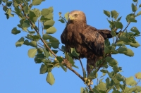Lesser spotted eagle