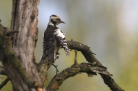 Middle Spotted Woodpecker