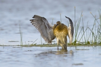 Großer Brachvogel
