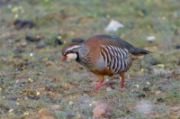 red-legged partridge, Spain
