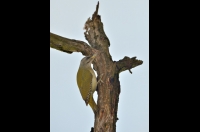 Grey-faced Woodpecker