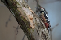 Middle Spotted Woodpecker