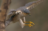 Sparrowhawk