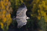 griffon vulture, France