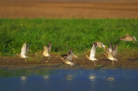Großer Brachvogel