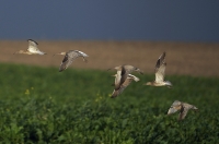 Großer Brachvogel