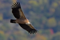 griffon vulture, France