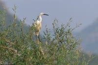 Seidenreiher