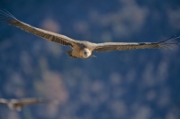 griffon vulture, France