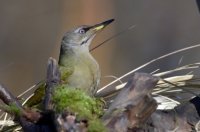 Grey-faced Woodpecker
