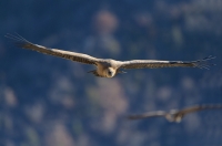 griffon vulture, France