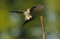 Common cuckoo