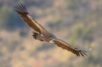 griffon vulture, France