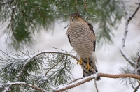 Sparrowhawk