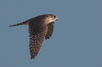 Merlin