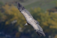 griffon vulture, France