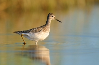 Bruchwasserläufer