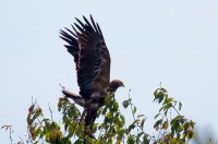 Lesser spotted eagle