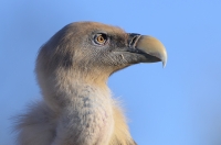 griffon vulture, France