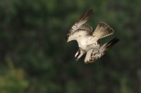 osprey