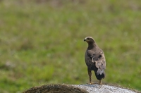 Lesser spotted eagle