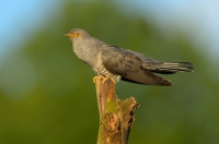 Common cuckoo