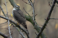 Sparrowhawk