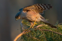 Sparrowhawk