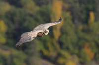 griffon vulture, France