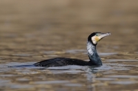 Kormoran