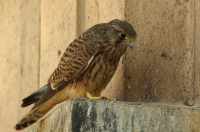 Turmfalke