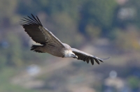 griffon vulture, France