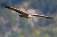 griffon vulture, France