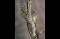 Grey-faced Woodpecker