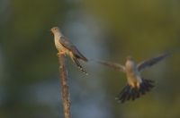 Common cuckoo