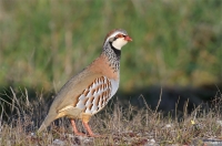 red-legged partridge, Spain